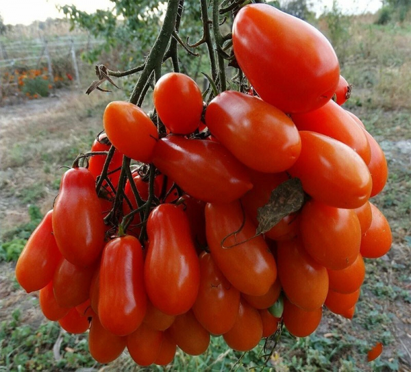 Оригинальный сорт томата Фляшен с бутылочными плодами